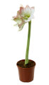 Amaryllis